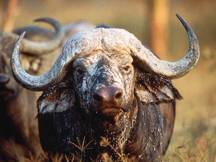 webshots1010 - Animale