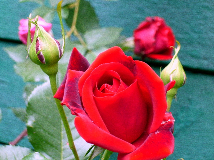 Apar primii trandafiri - 01-PRIMAVARA 2009  BRASOV