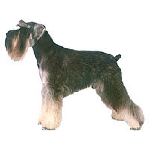 SCHNAUTZER PITIC - RASE CAINI