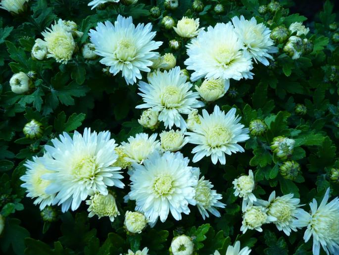 P1010359 - Gradina flori