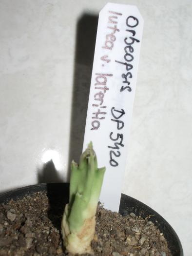 Rotation of IMGP7370 - Asclepiadaceae