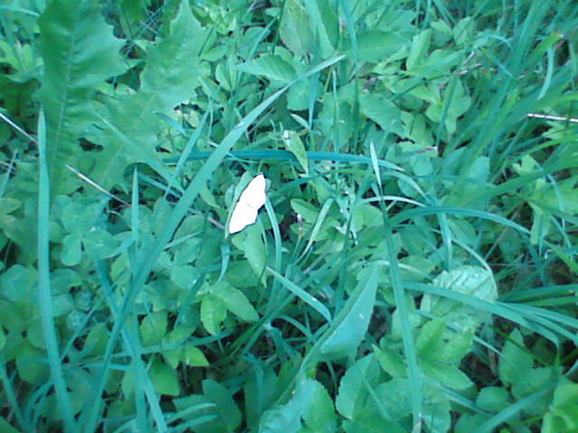 draganeasa09 062 - vacanta draganeasa 2009