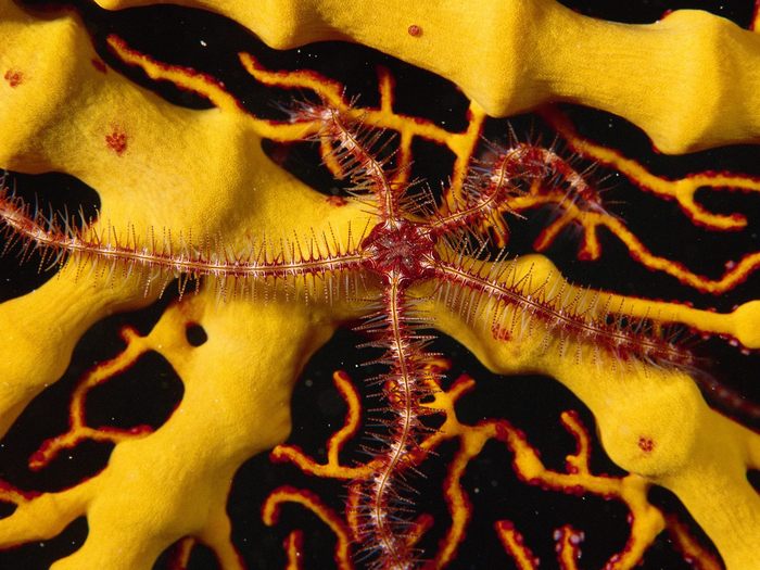 Brittlestar, Papua New Guinea