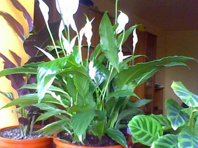 31-08-08_083835 - florile mele