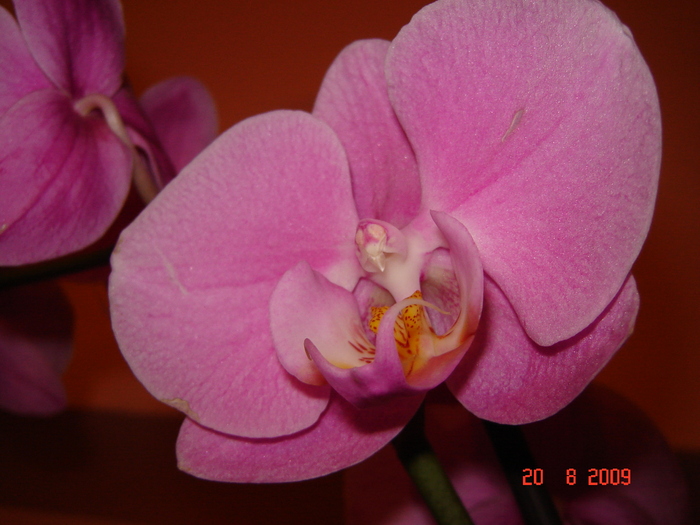 DSC02590 - flori