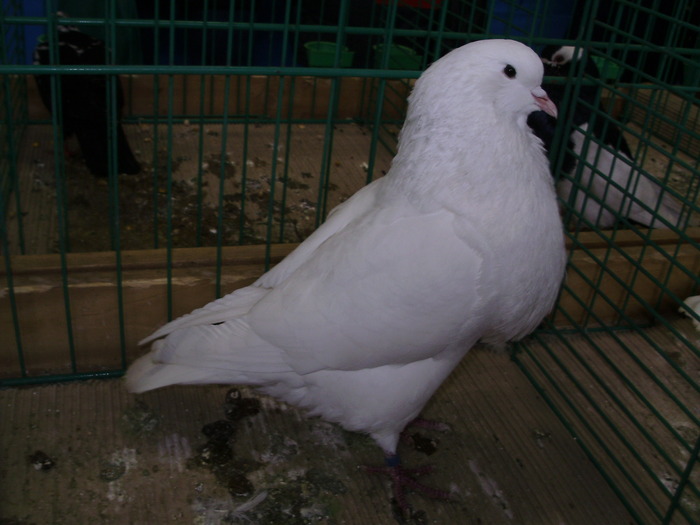 8366 h 1