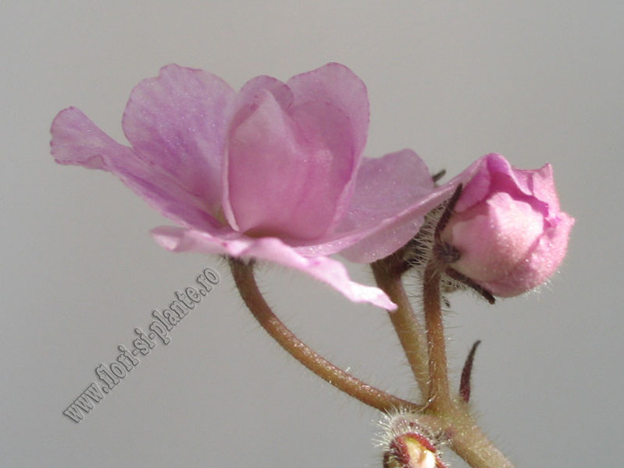 Saintpaulia Genetic Blush 8