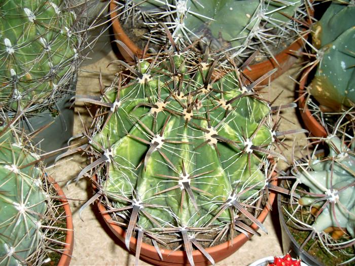 Expozitia Baia Mare aprilie 2004 (66) - Cactusi