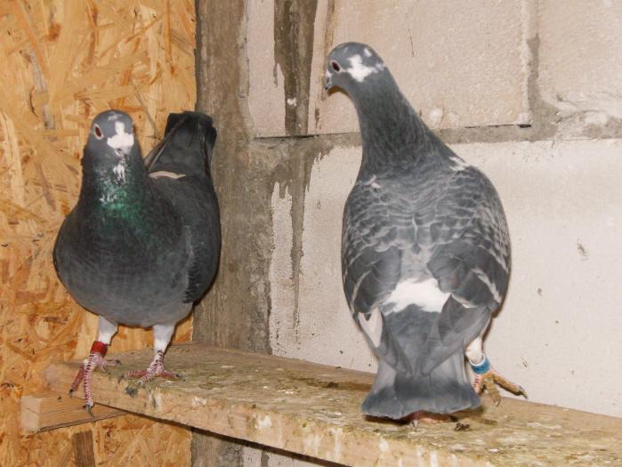 HPIM2224 - porumbei 2009