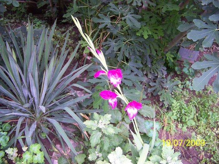 100_8255 - Iulie 2