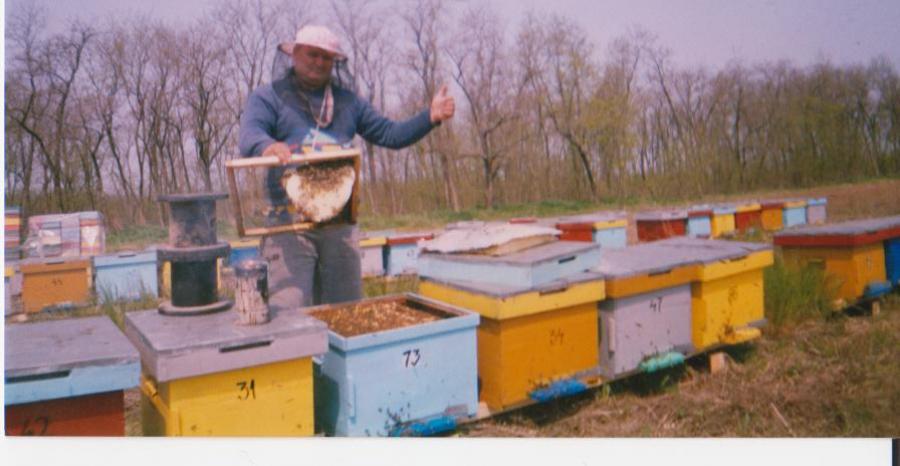 salcam rusetu - apicultura