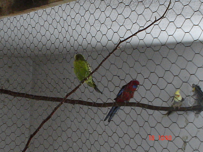 DSC08245 - DECEMBRIE 2009