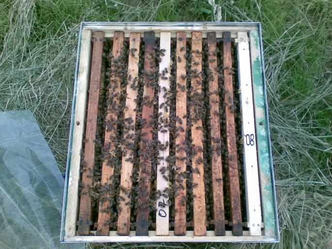 14052008(005) - albine