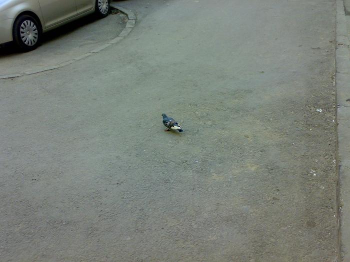 160220091795 - 18a Constanta 1