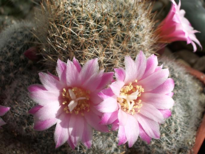 Rebutia narvacensis