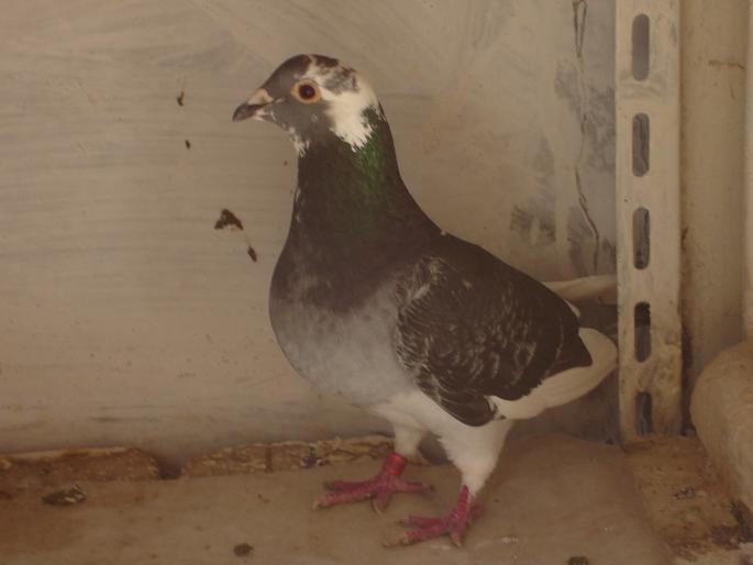 femela 2005 - porumbei voiajori