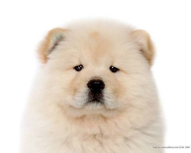 Chow_Chow_dog_ 8