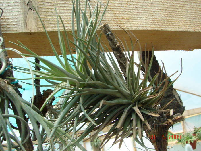 DSC05924 - Tillandsia