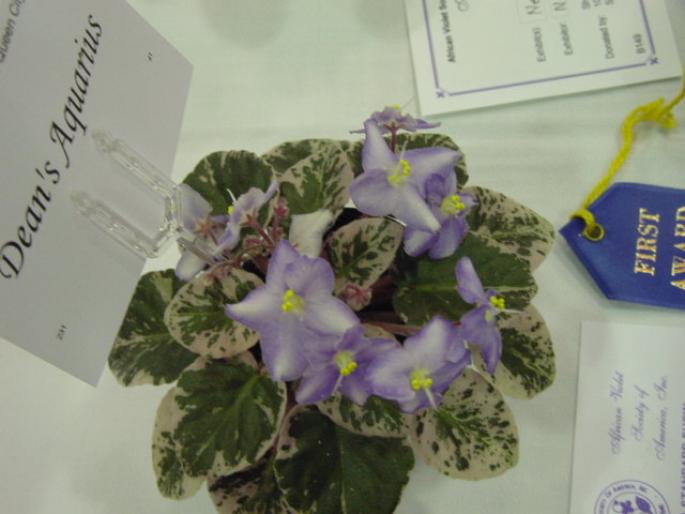 Deans_Aquarius_2005avsa - violete de pe net