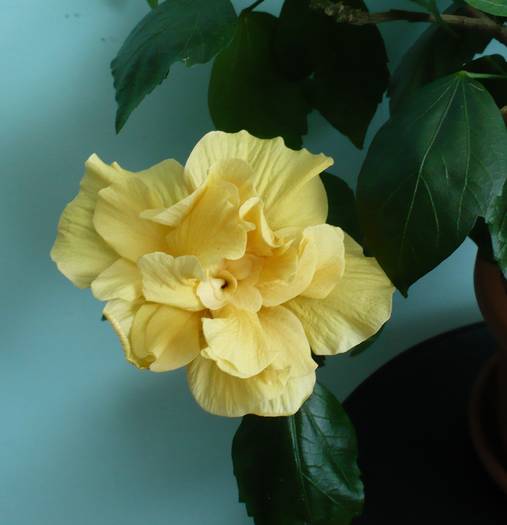 P1130978 - HIBISCUSI
