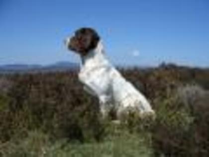 Cainele Desktop Wallpapers - poze cu caini si pisici