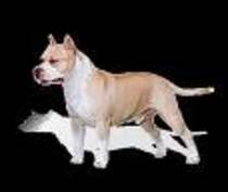 images - Amstaff