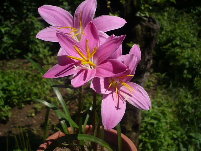 P1020434 - Flori