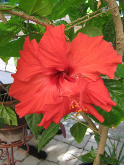  - hibiscus