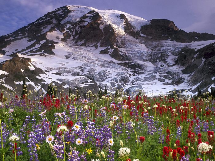 Spectacular Wildflowers, Mount Rainer National Park, Washington - Wallpapers Premium