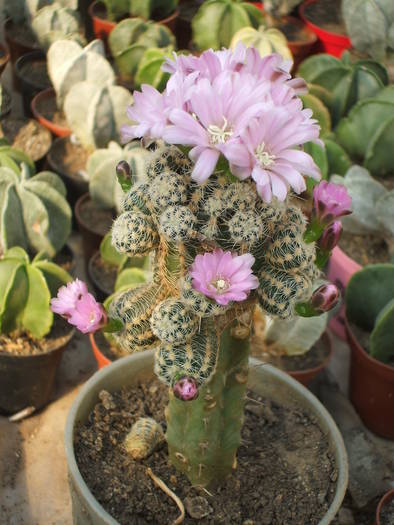 Gimnocalycium bruchii v. albispinum - colectia mea de cactusi