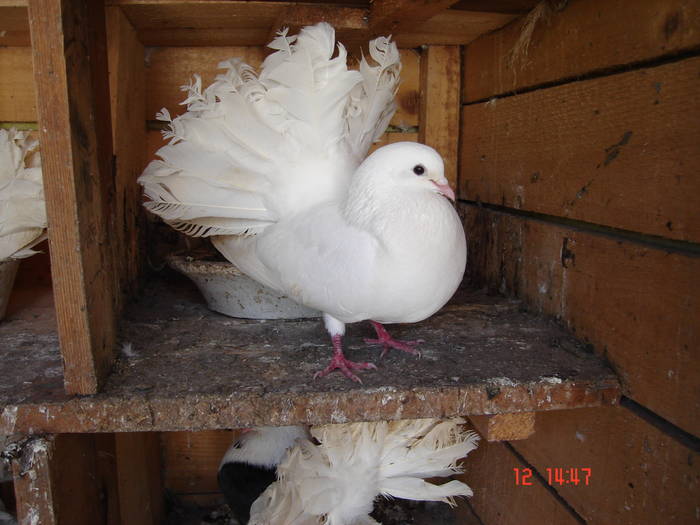 156 - D Porumbei Voltati Vechi