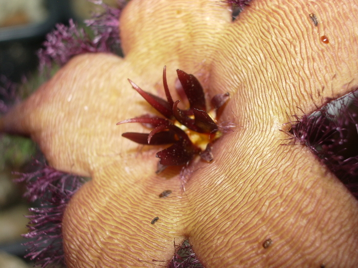 Stapelia schinzii