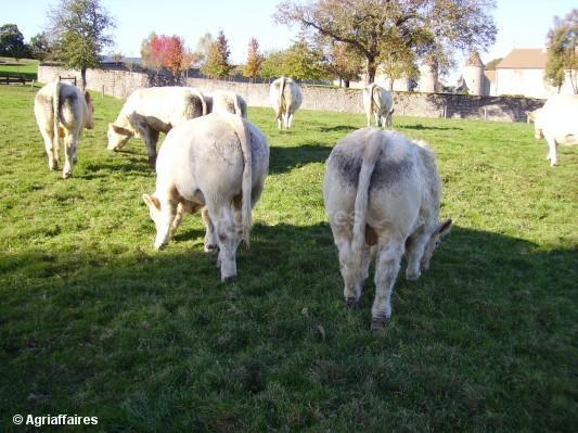 charolaise - Vaci de carne DANYJOJO