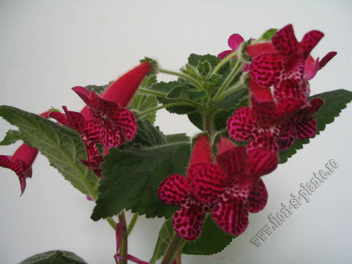 Kohleria Jester 11