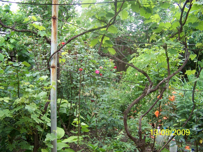 100_1754 - Primavara in curte  Timisoara