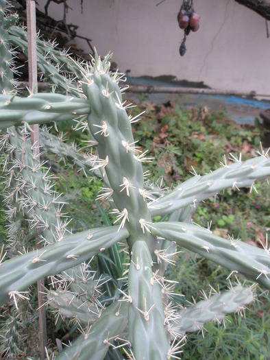 Opuntia 2 - plante de exterior - 2009 - 2010