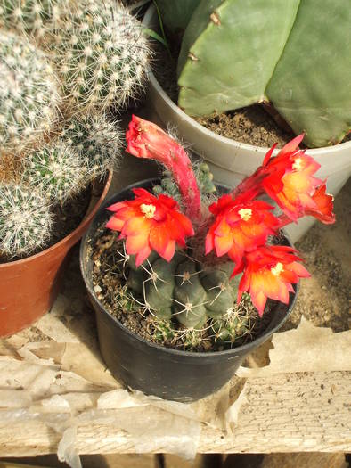 Submatucana paucicostata