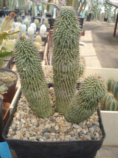 17_iunie_023 - Cactusi care m-au impresionat prin frumusete