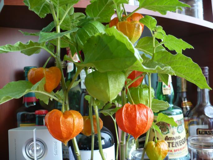 P1040144 - Alte plante