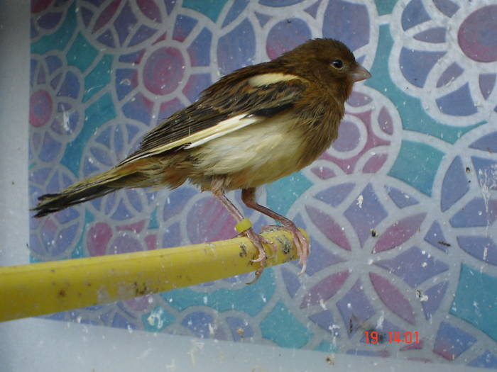 DSC03937 - PUI CANARI 2009