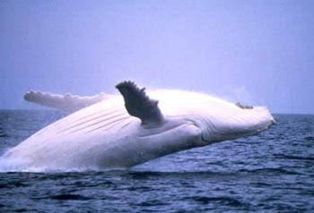 balena-alba-thumb-350-0-192[1] - animale acvatice