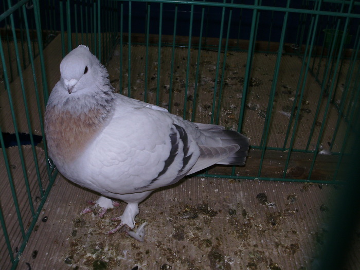 9592 lucerna kupferkragen 1 - 1507 partea 4