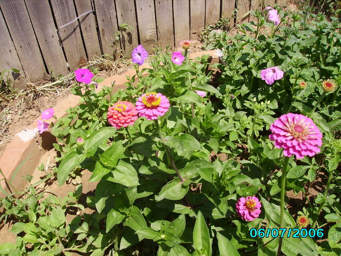 zinnia - din gradina 1