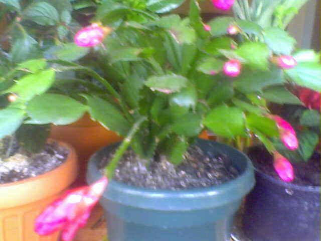 Picture 017 - florile mele