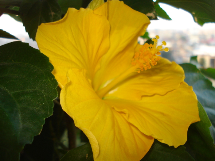 HIBISCUS