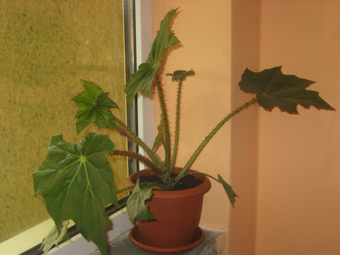 begonie - florile mele 2009