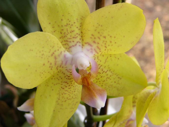 P1130060 - orchidee