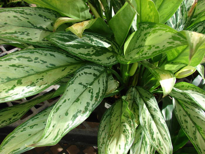 STAR 1_Aglaonema V1