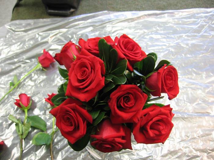 ROSES  RED  2 - Roses  REDS  TRANDAFIRI  2