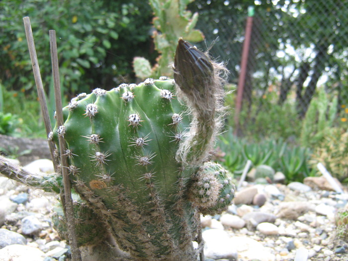 IMG_1018 - Cactusi la mosie14 sept 2009
